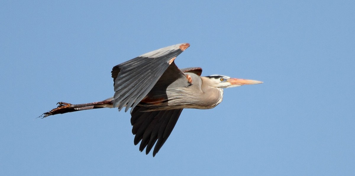 Great Blue Heron - ML372464501