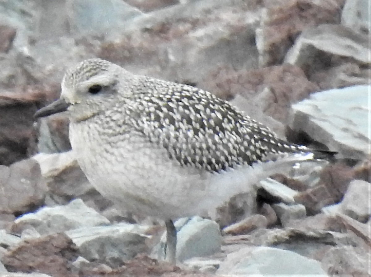 Black-bellied Plover - Lucio 'Luc' Fazio