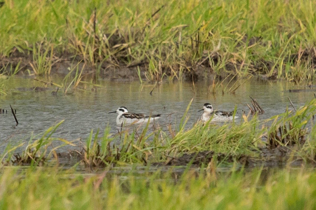 Red-necked Phalarope - Ryan Griffiths