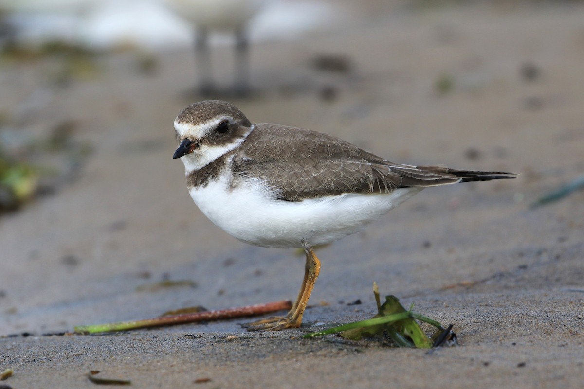 Semipalmated Plover - ML372467131