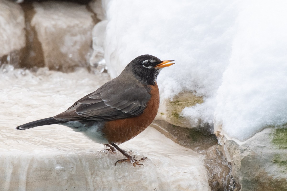 American Robin - Suzie McCann