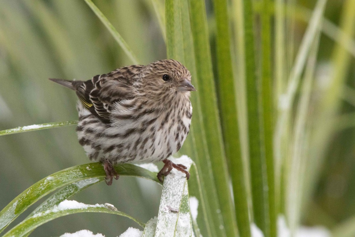 Pine Siskin - Suzie McCann