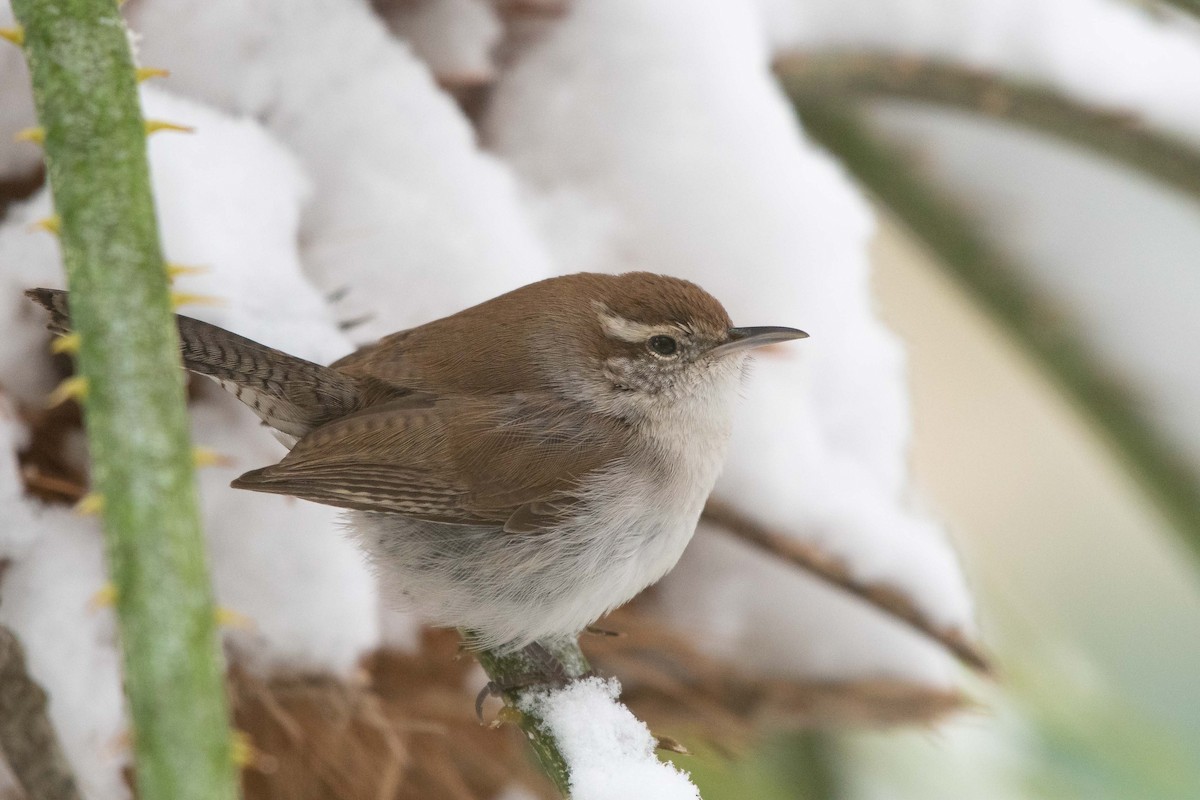 Bewick's Wren - Suzie McCann