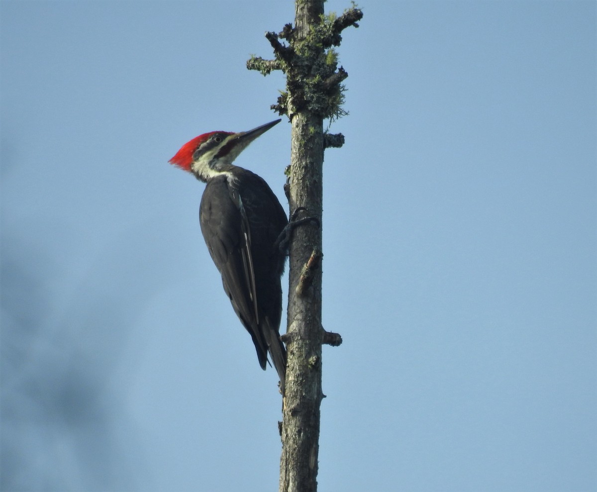 Pileated Woodpecker - ML372468031