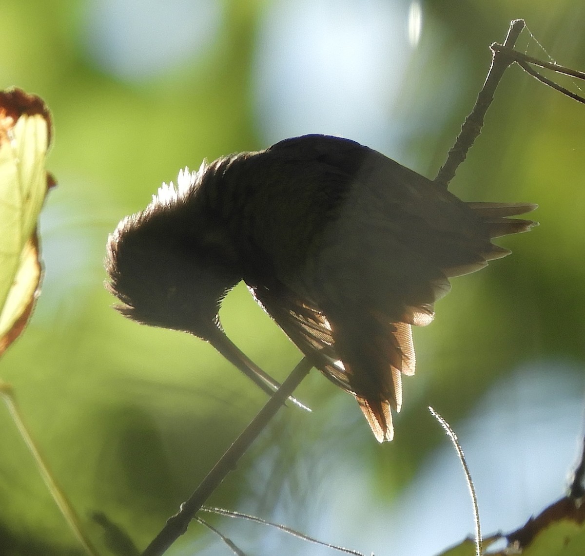 ub. kolibri (Trochilidae sp.) - ML372468481
