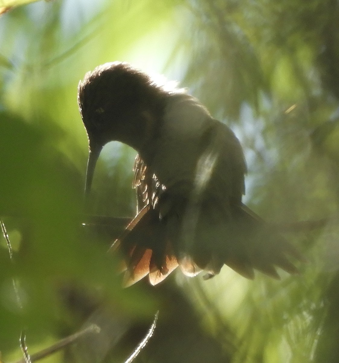 ub. kolibri (Trochilidae sp.) - ML372468501