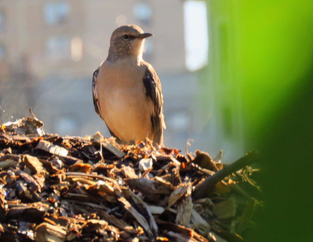 Northern Mockingbird - ML372470801