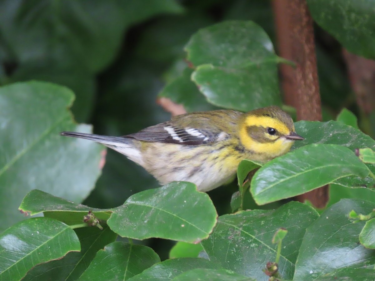 Townsend's Warbler - ML372470841