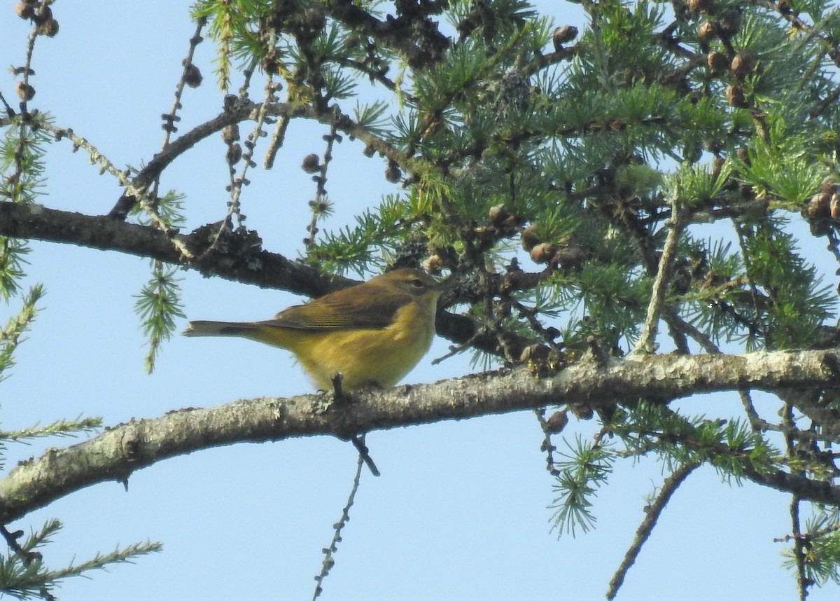 Tennessee Warbler - ML372471121