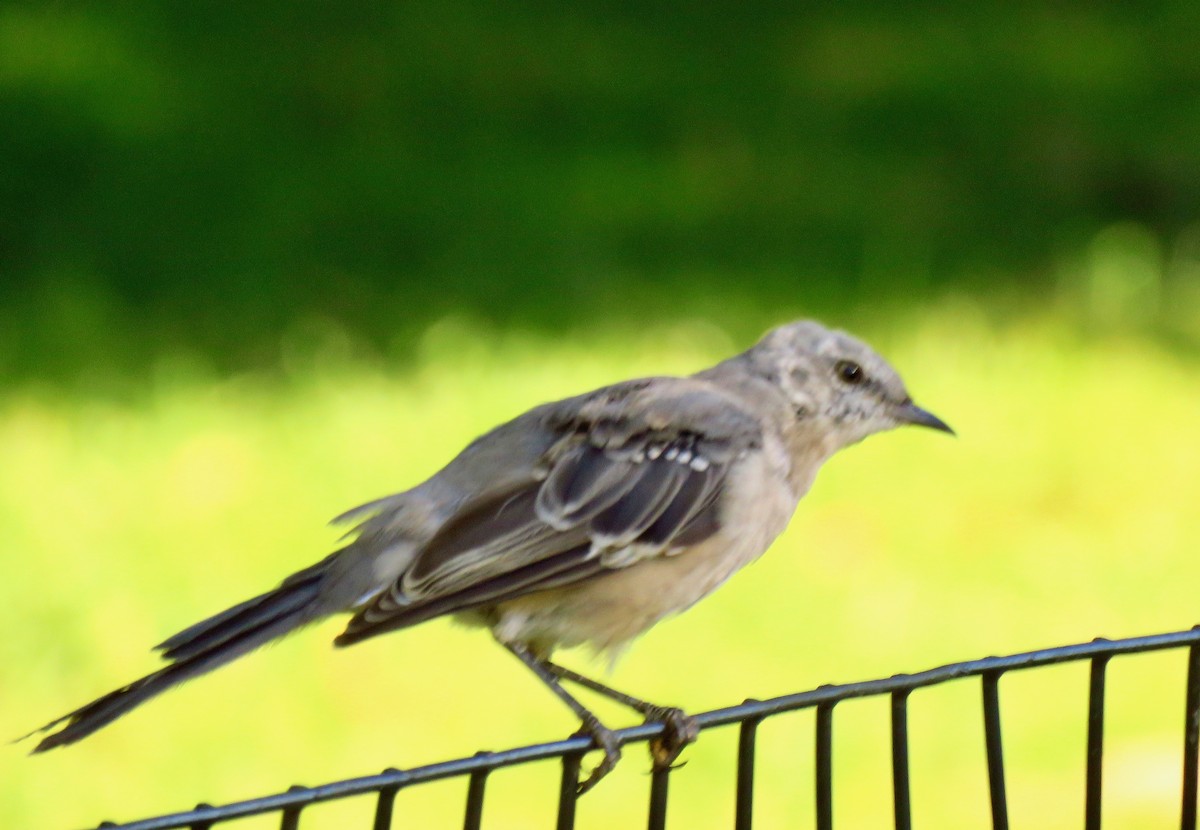 Northern Mockingbird - ML372472241