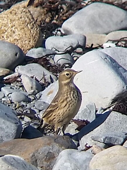 American Pipit - ML372472681