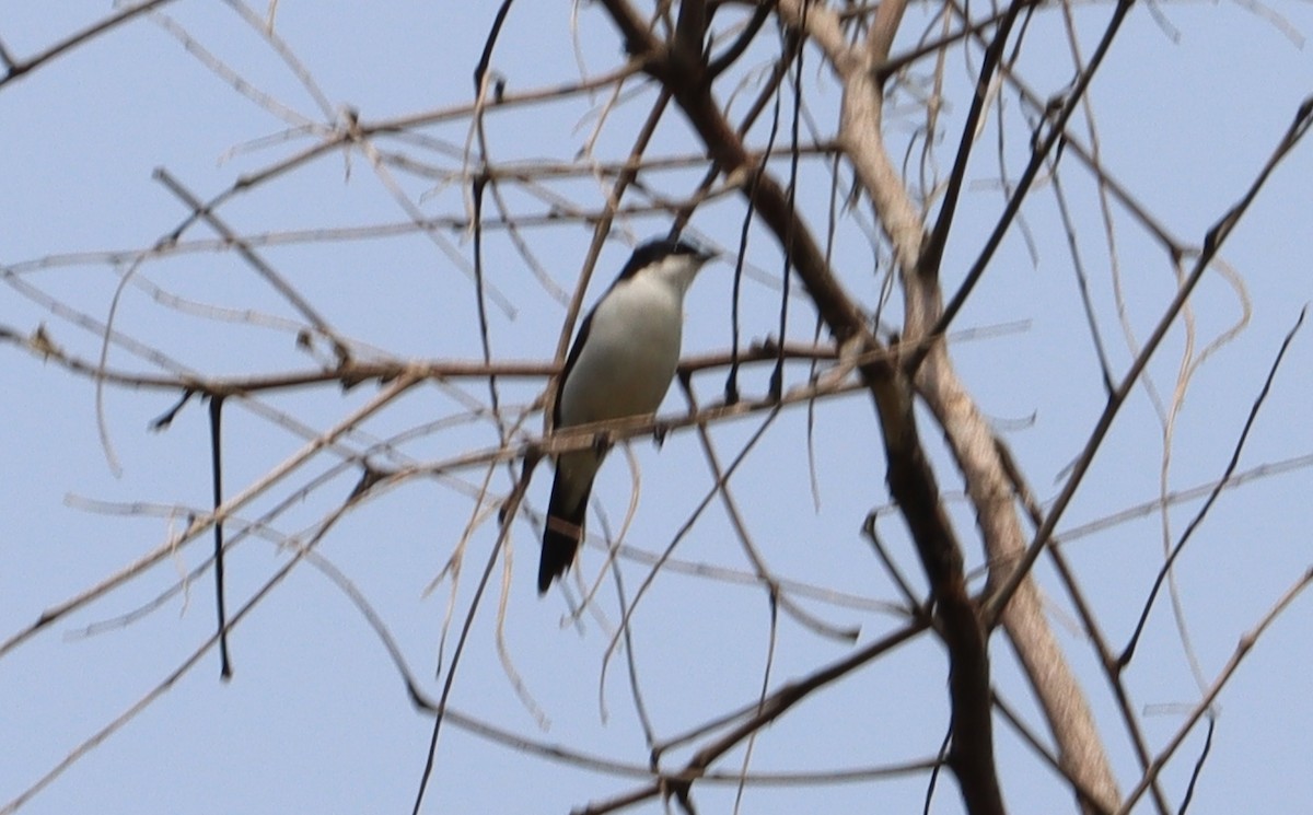 White-breasted Nigrita - Marc Languy