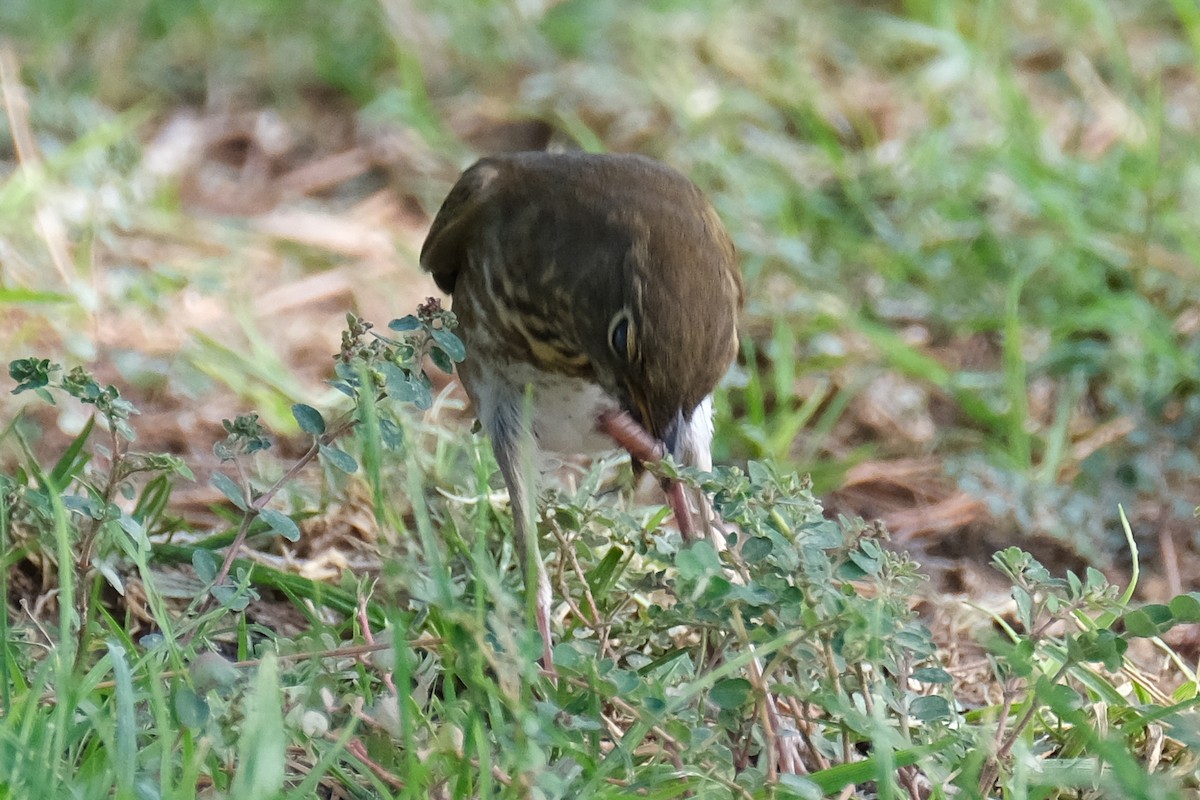 קיכלי זיתני - ML372473781