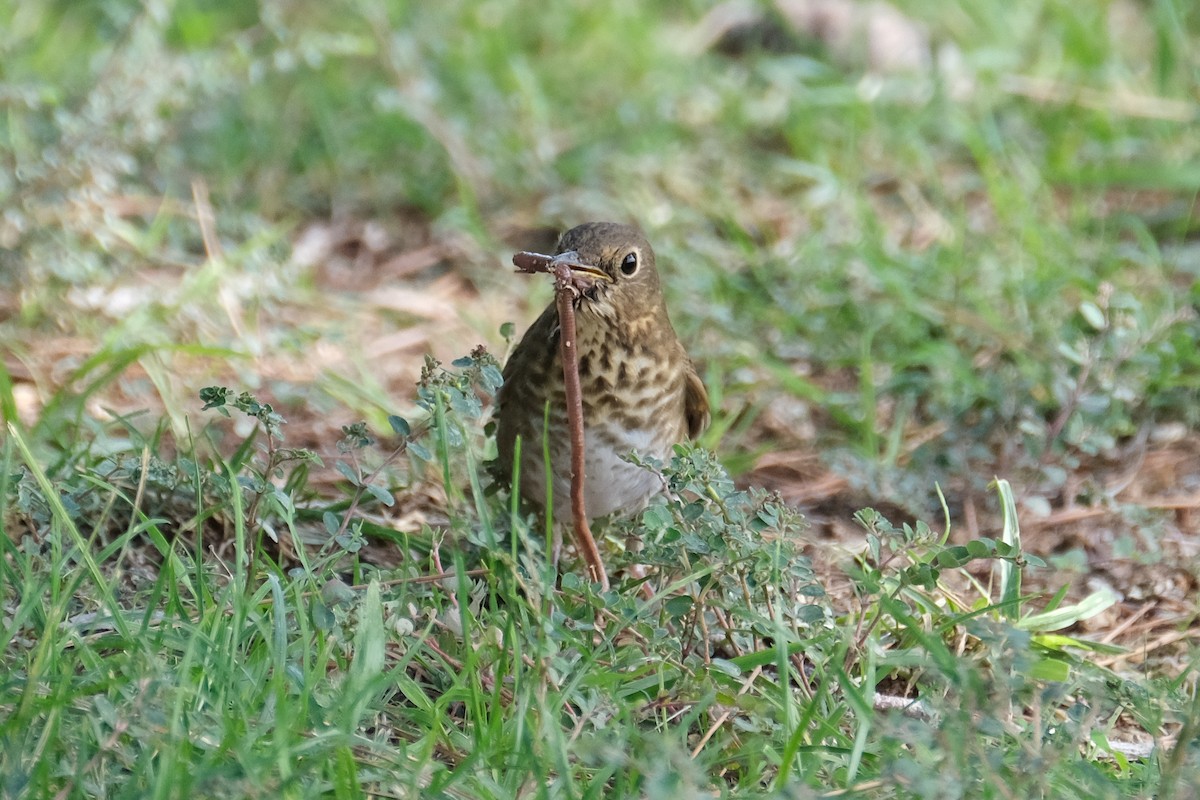 Swainson's Thrush - ML372473841