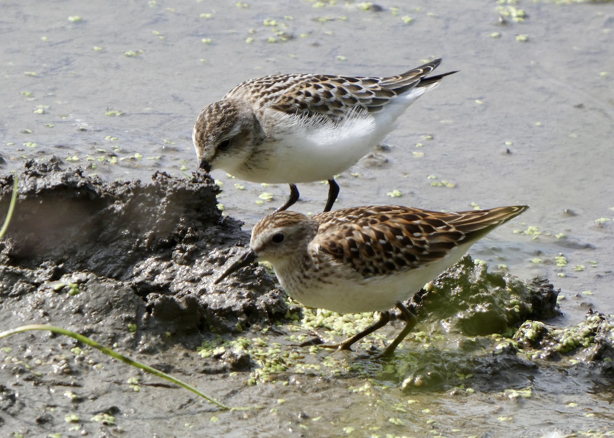 Least Sandpiper - ML372474201