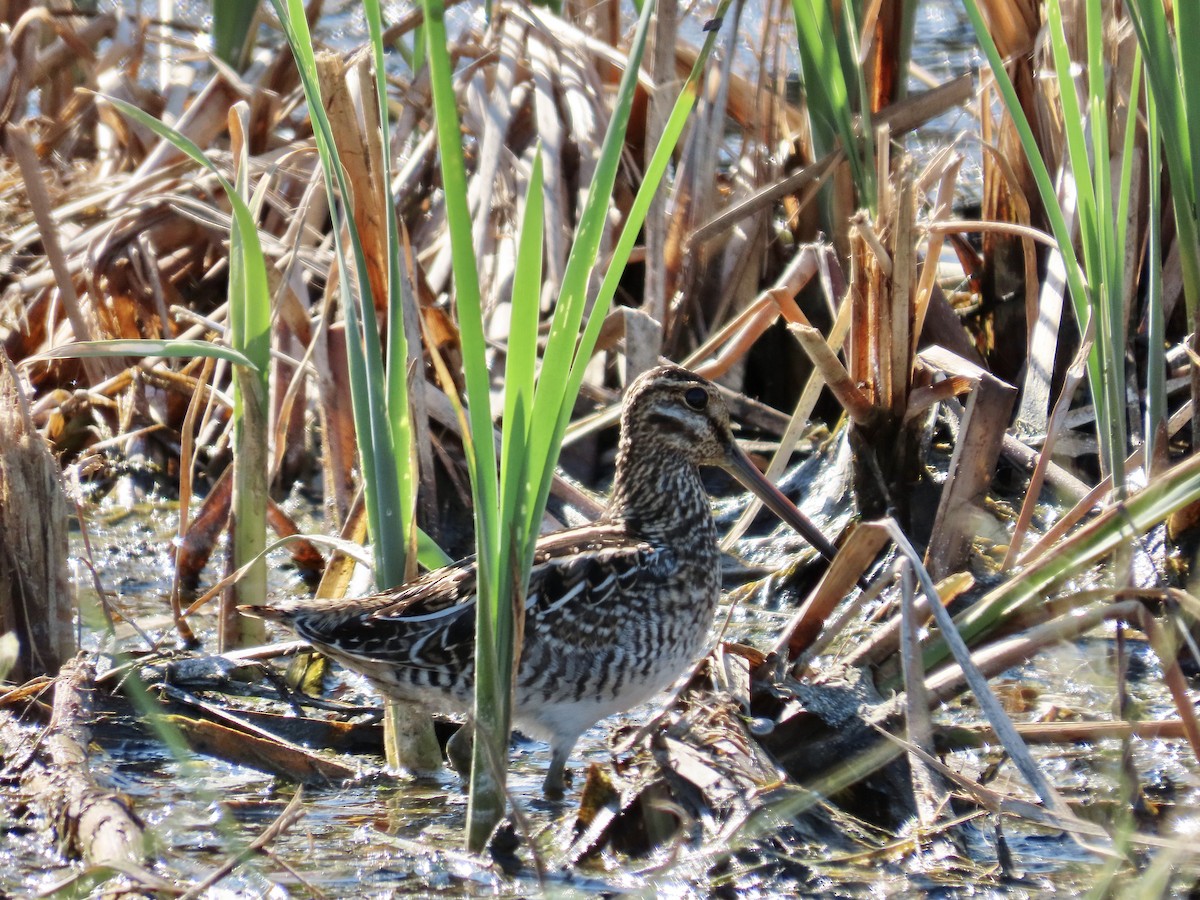 Wilson's Snipe - ML372474881