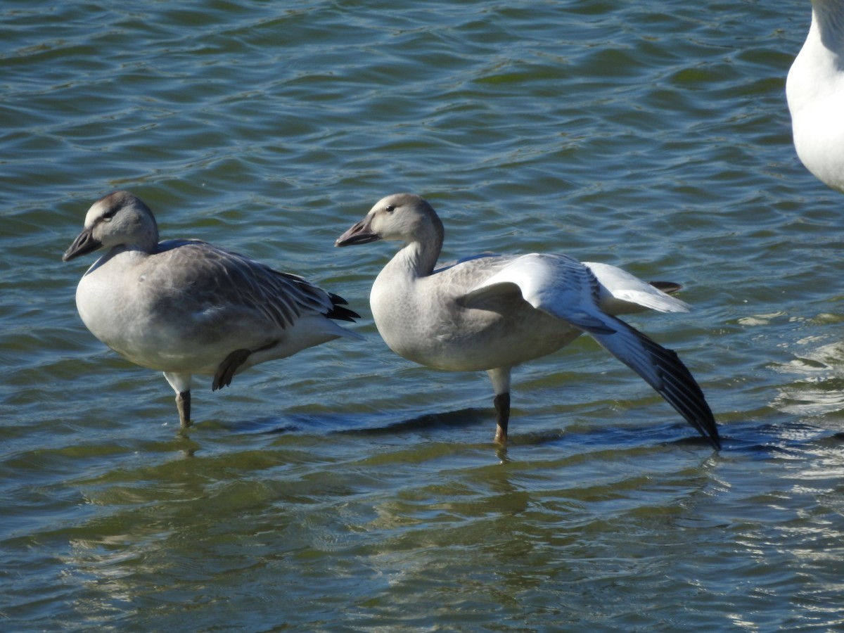 Snow Goose - Jean W. Côté