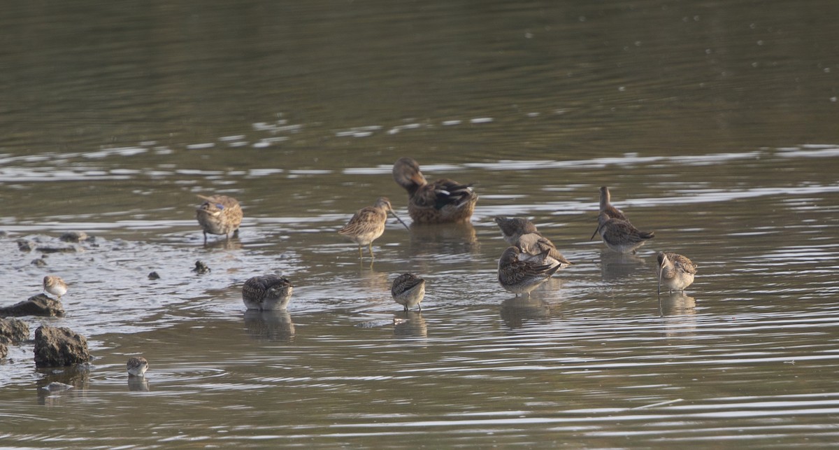 Long-billed Dowitcher - ML372479511