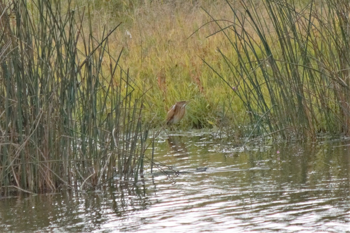 Least Bittern - Dolan Bohnert