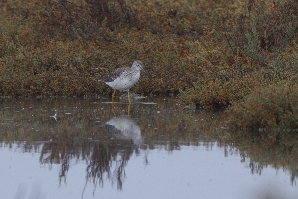 Greater Yellowlegs - ML372479611