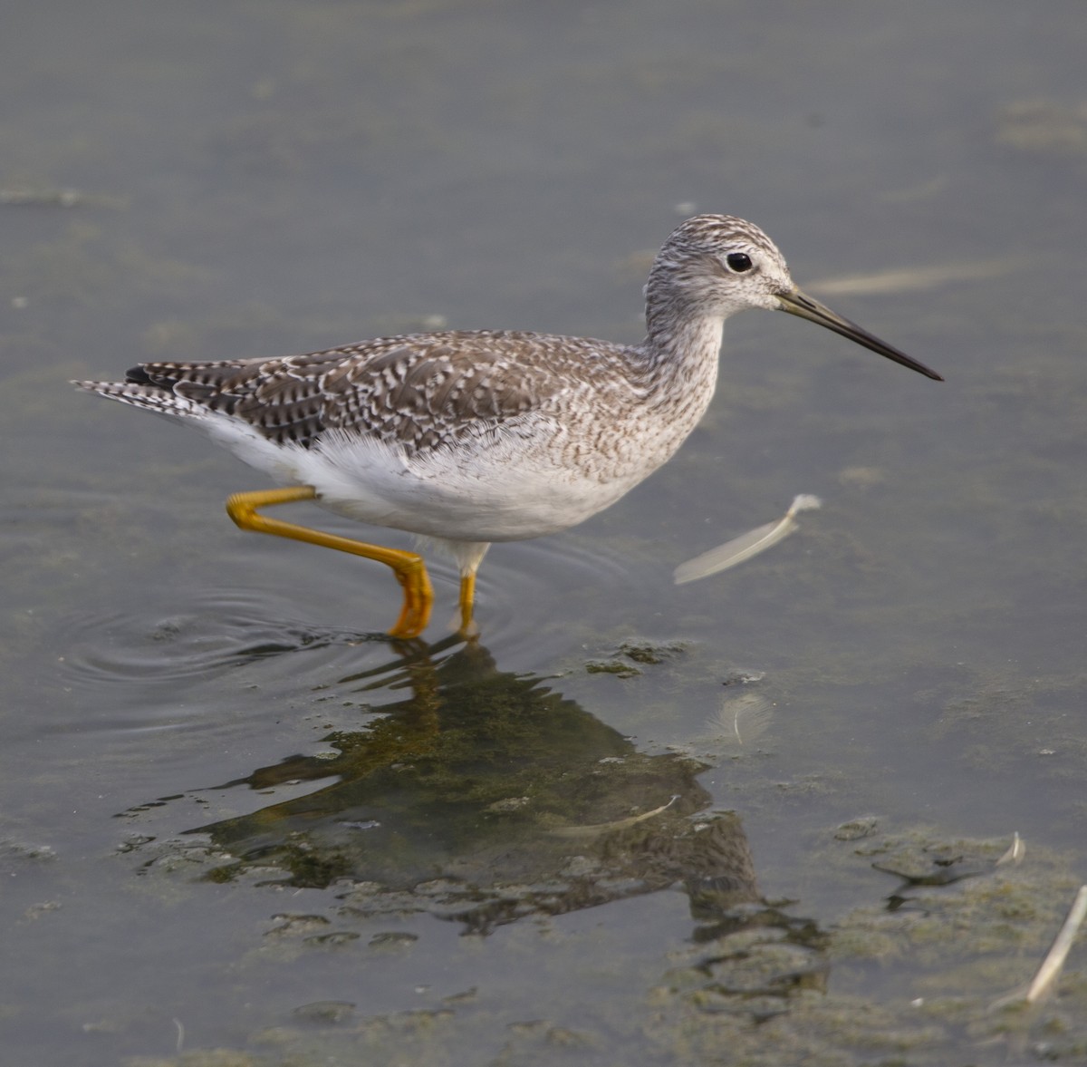 Greater Yellowlegs - ML372479621