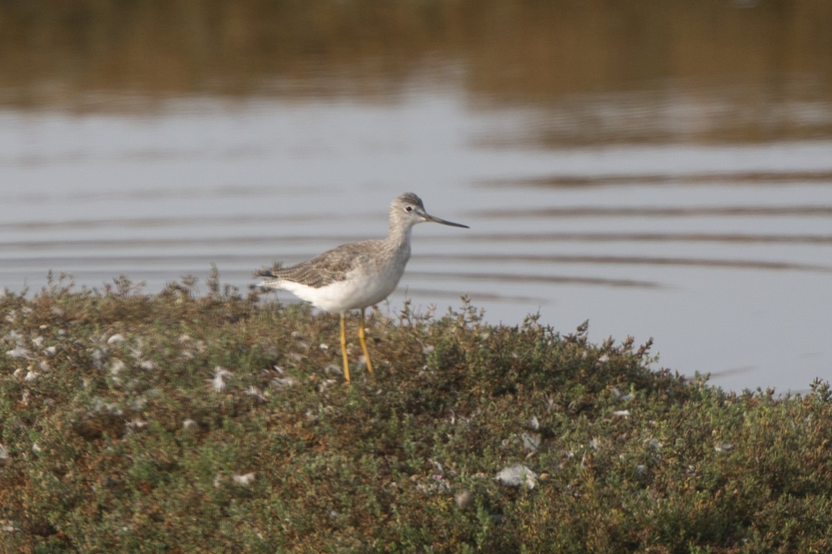 Greater Yellowlegs - ML372479651