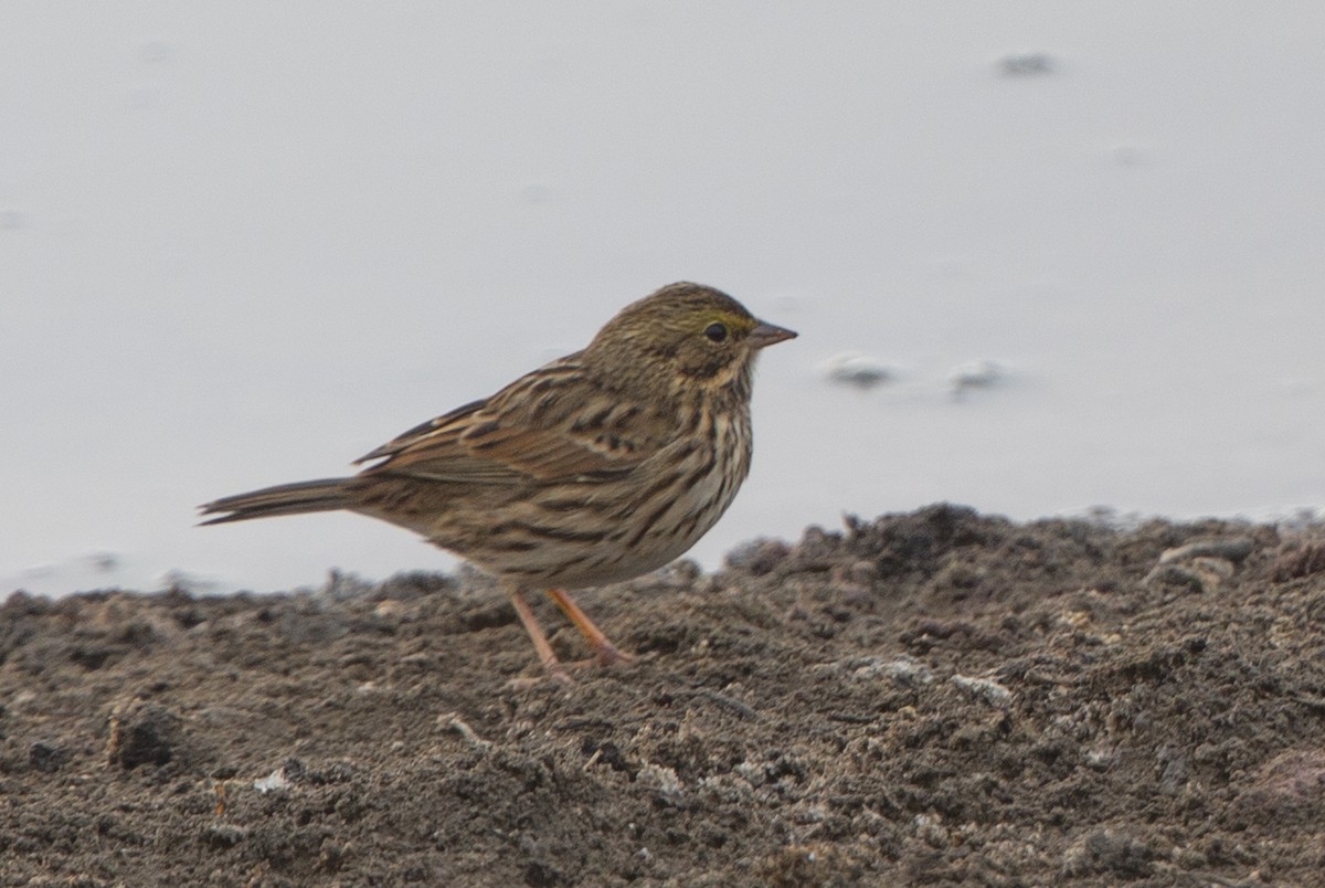 Savannah Sparrow - ML372480451