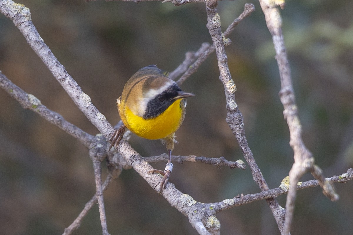 Common Yellowthroat - ML372480841