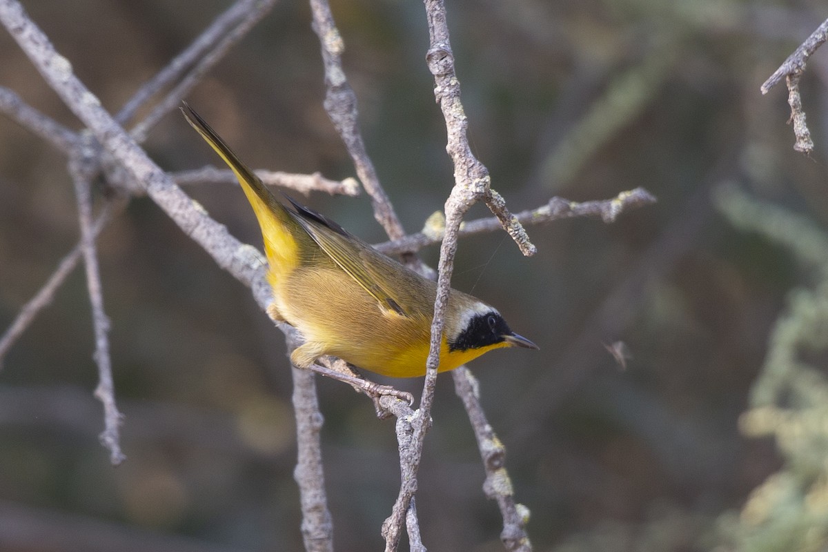 Common Yellowthroat - ML372480861