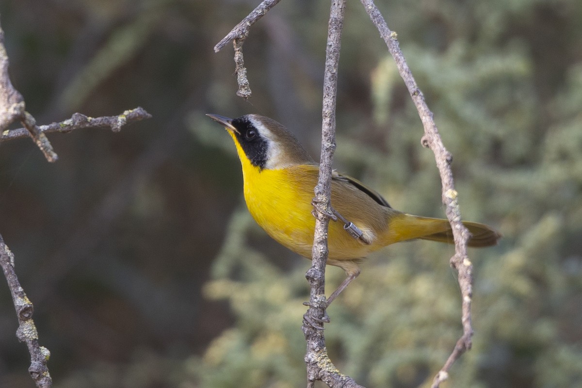 Common Yellowthroat - ML372480961