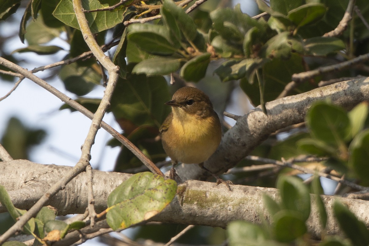 Common Yellowthroat - ML372480981