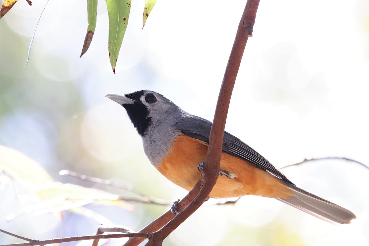 Black-faced Monarch - John Rogers