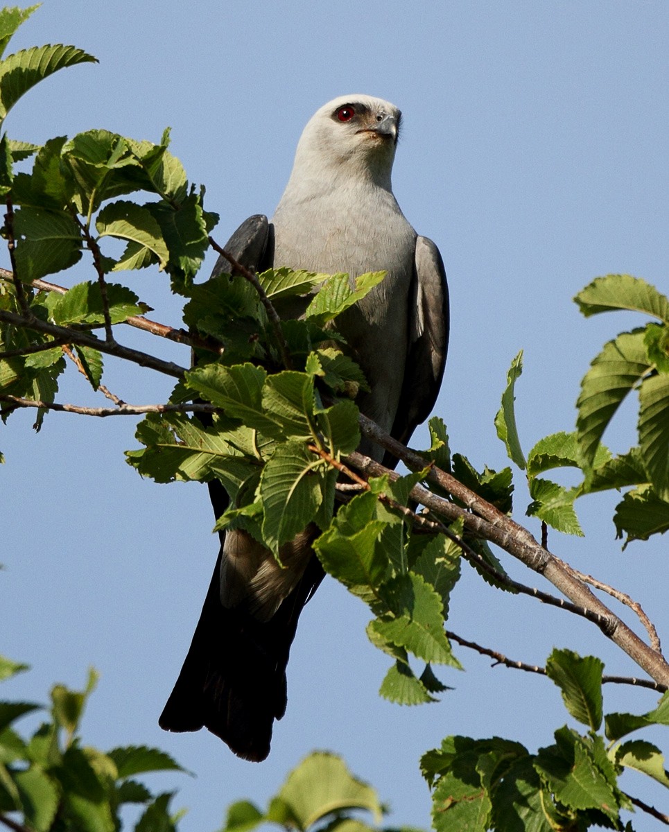 Mississippi Kite - ML372482551
