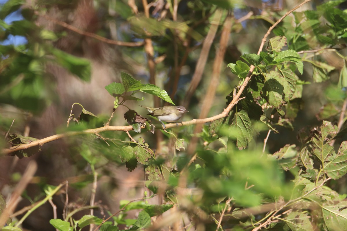 Red-eyed Vireo - ML372482601