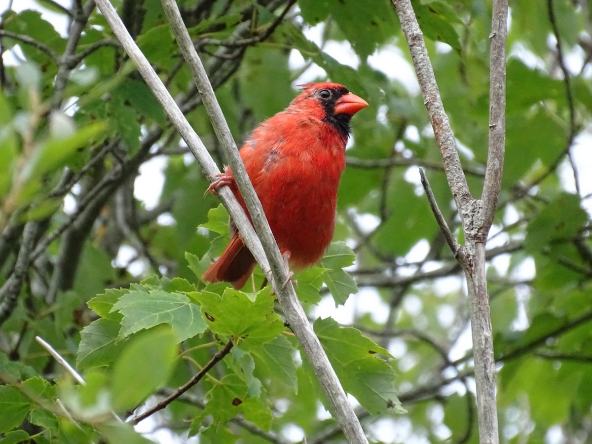 Northern Cardinal - michael hanley