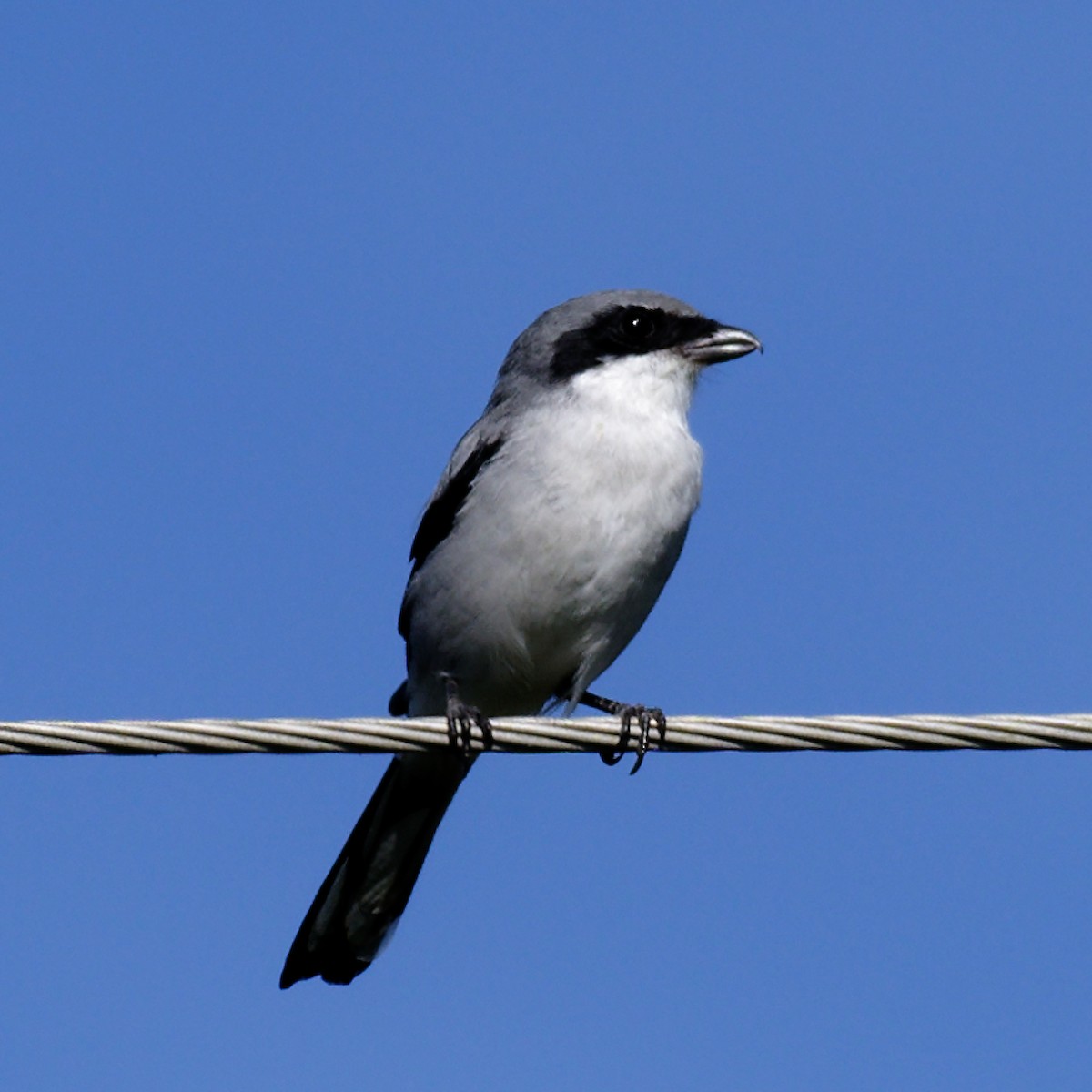 Loggerhead Shrike - ML372486091