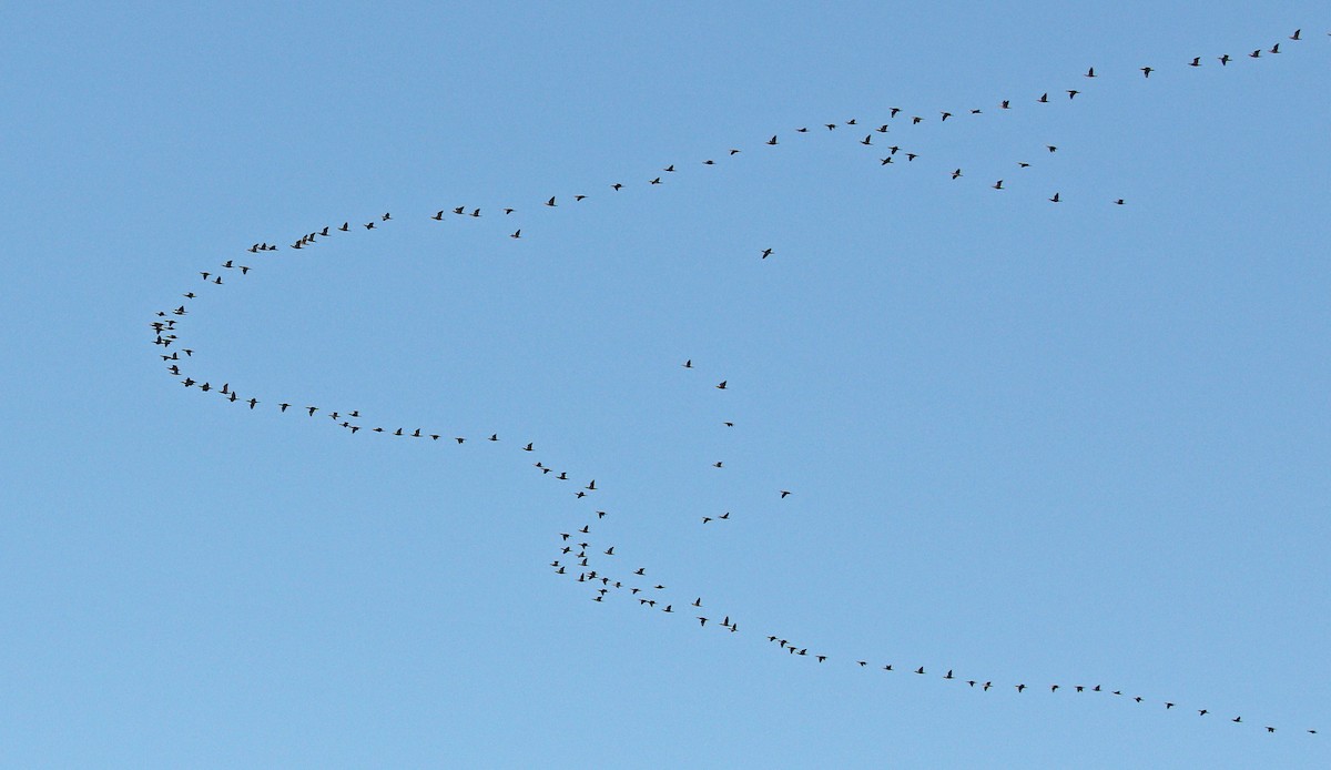 Double-crested Cormorant - Ryan Schain