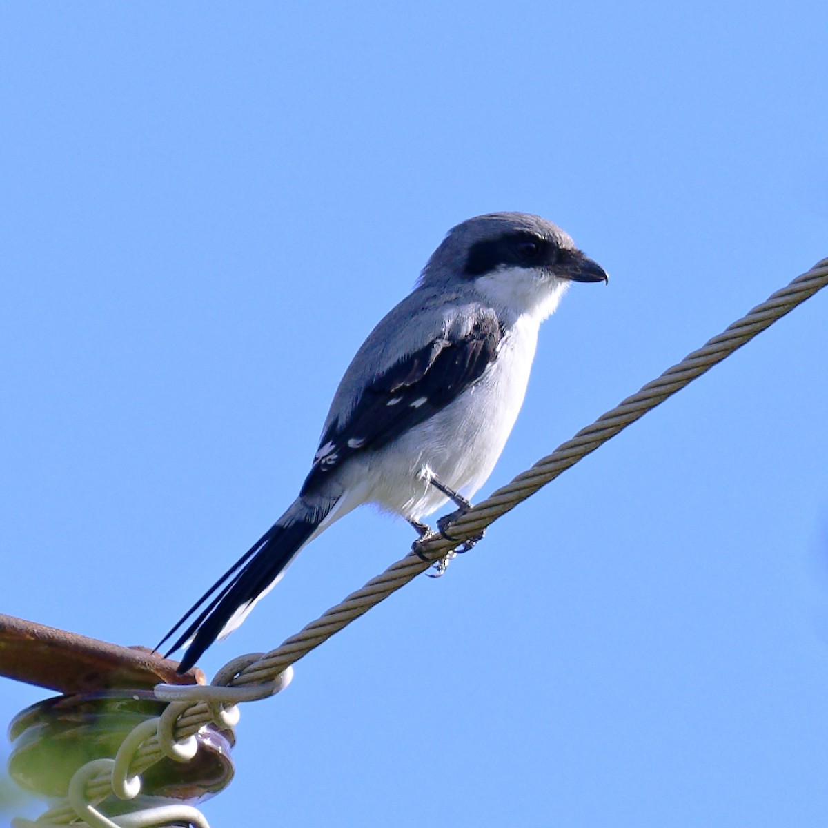 Loggerhead Shrike - ML372486151