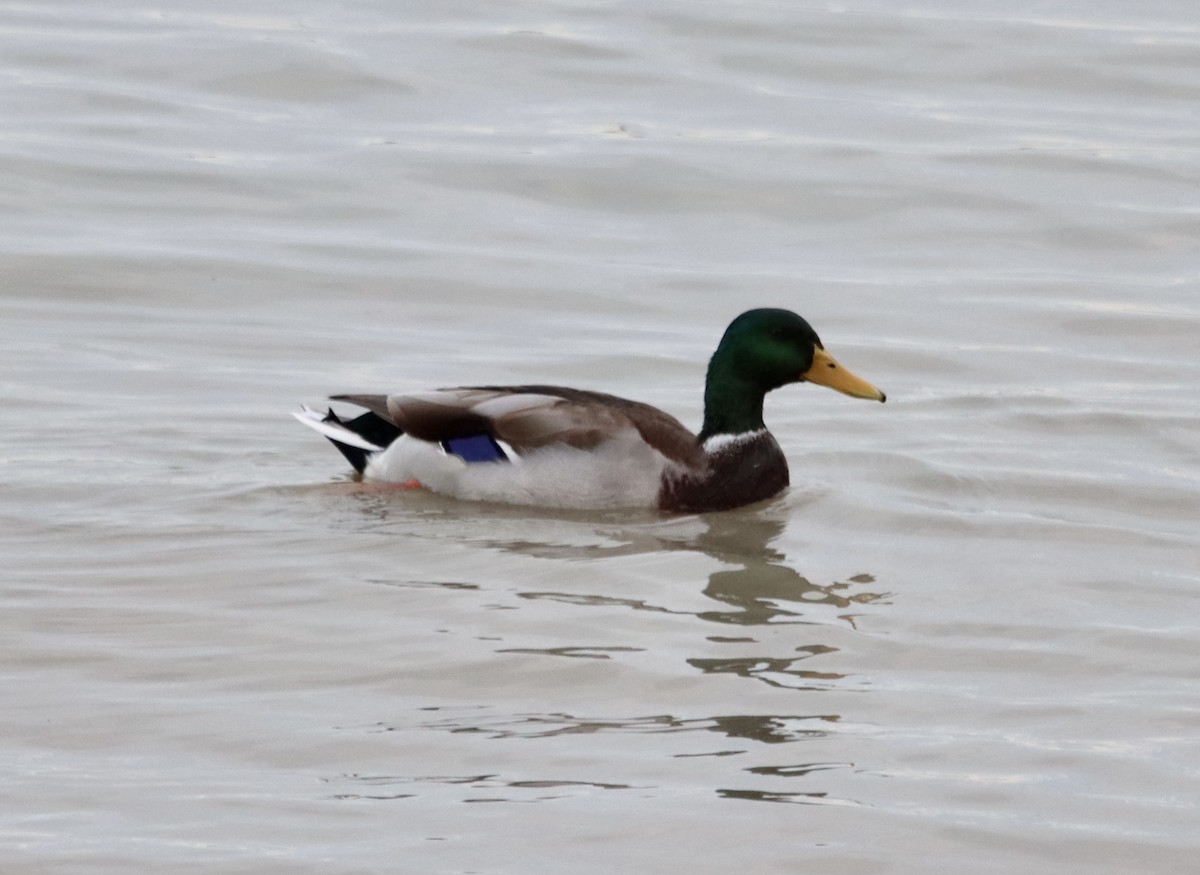 Mallard - ML372486271