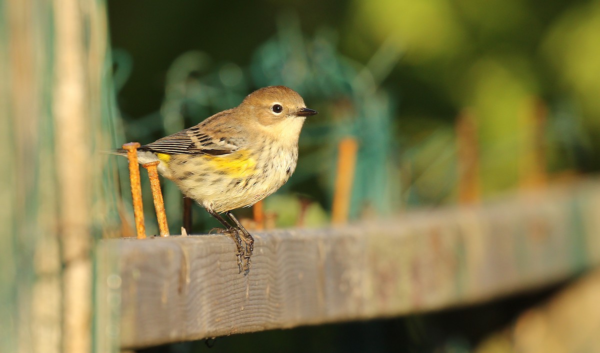 Yellow-rumped Warbler (Myrtle) - ML37248671