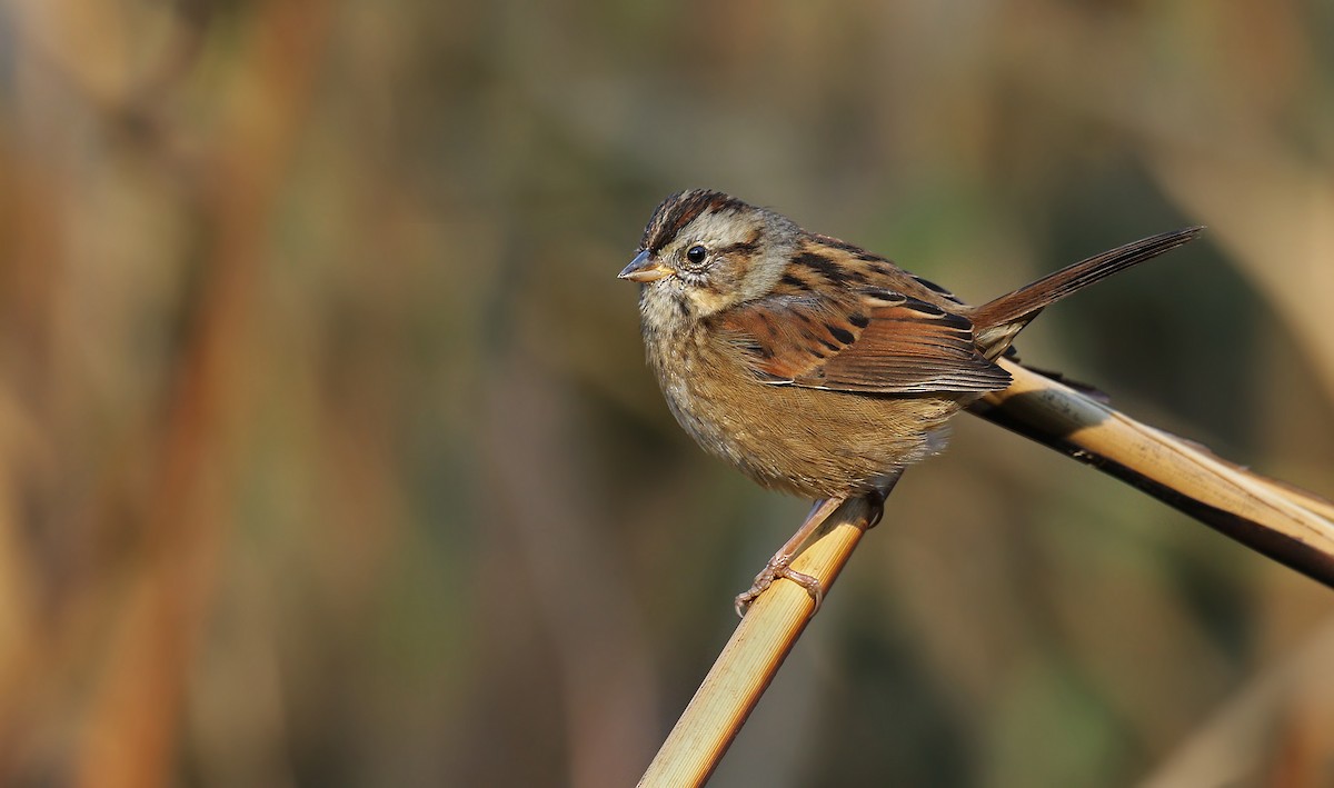 Swamp Sparrow - Ryan Schain