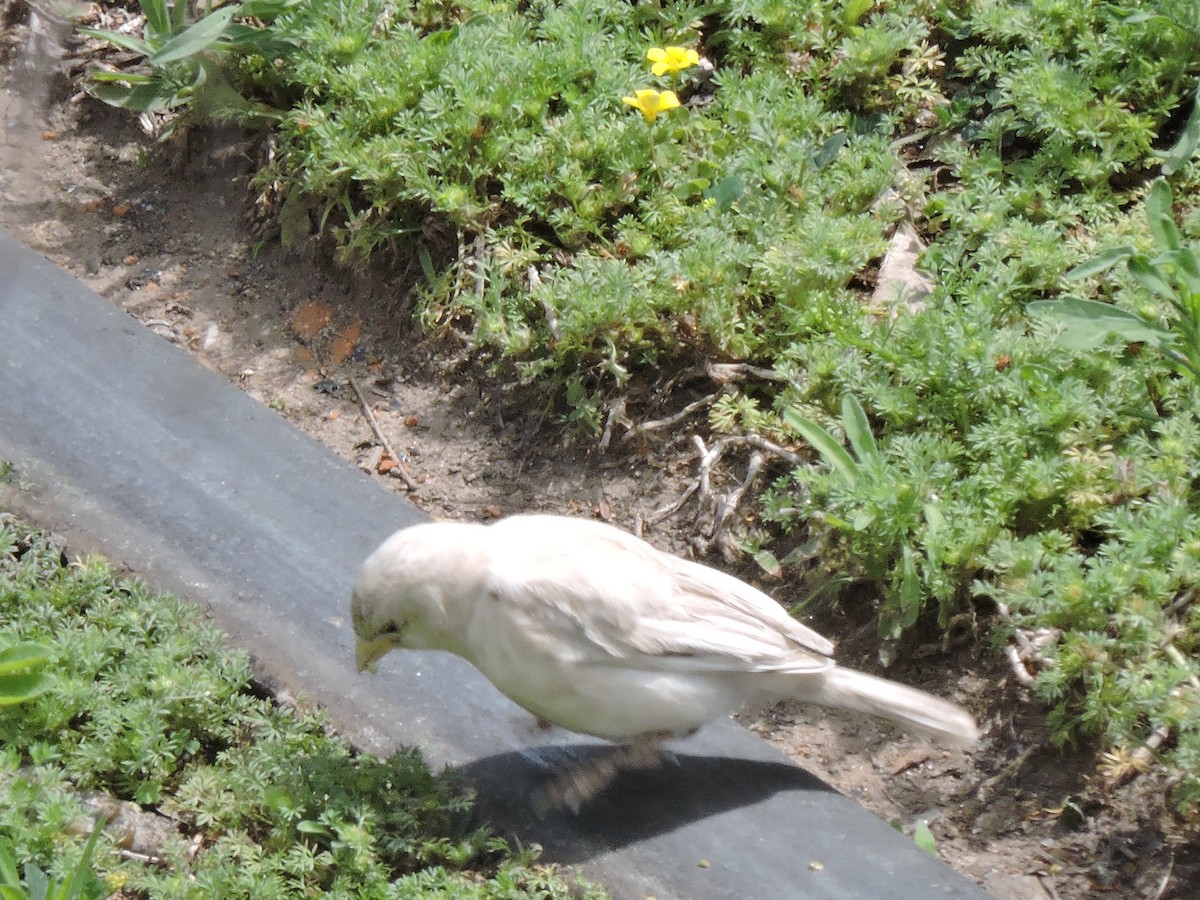 House Sparrow - ML372487191