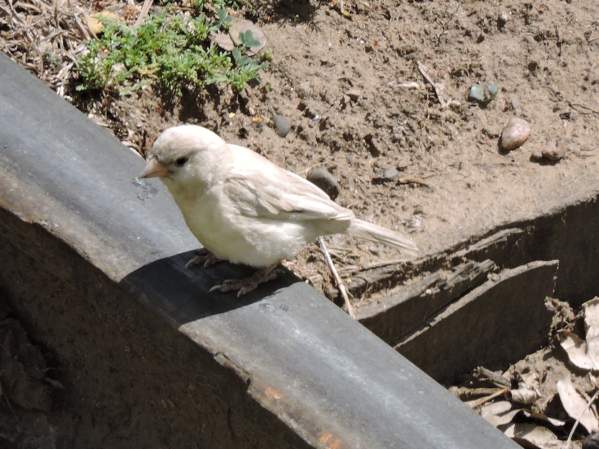 House Sparrow - Nelida Esther Ramirez