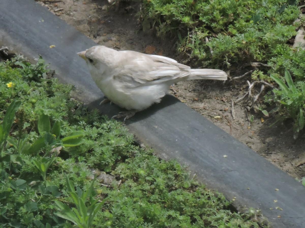 House Sparrow - Nelida Esther Ramirez