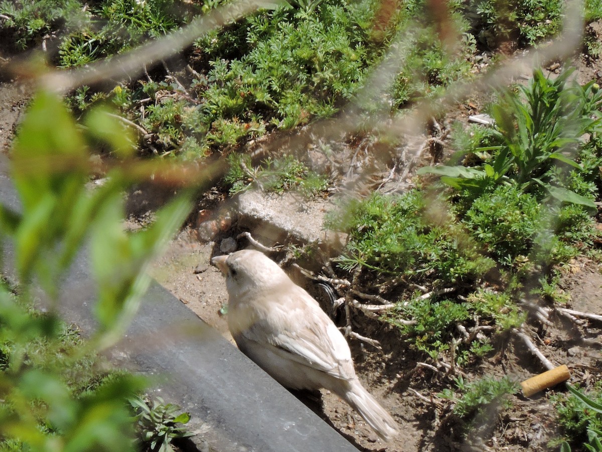 House Sparrow - ML372487581