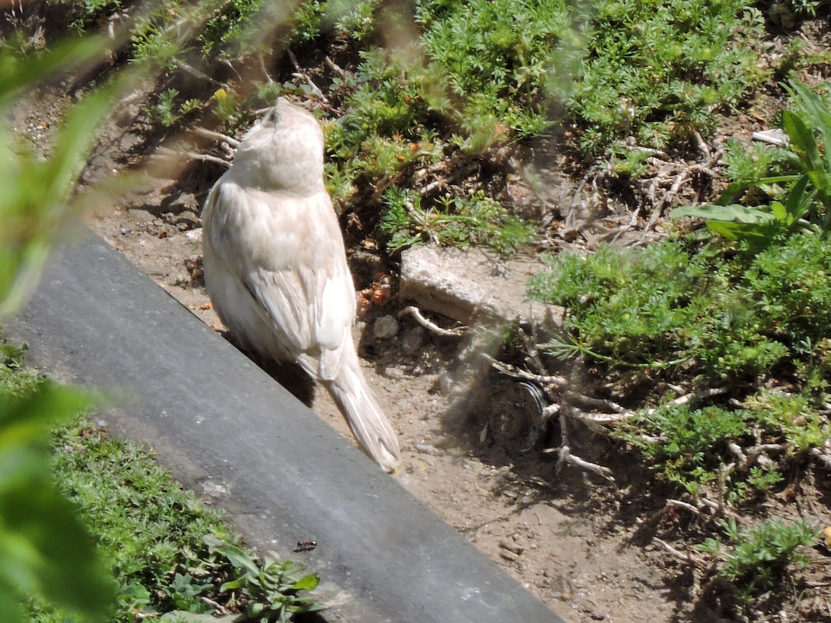 House Sparrow - Nelida Esther Ramirez