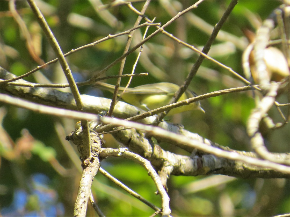 Philadelphia Vireo - ML372487991