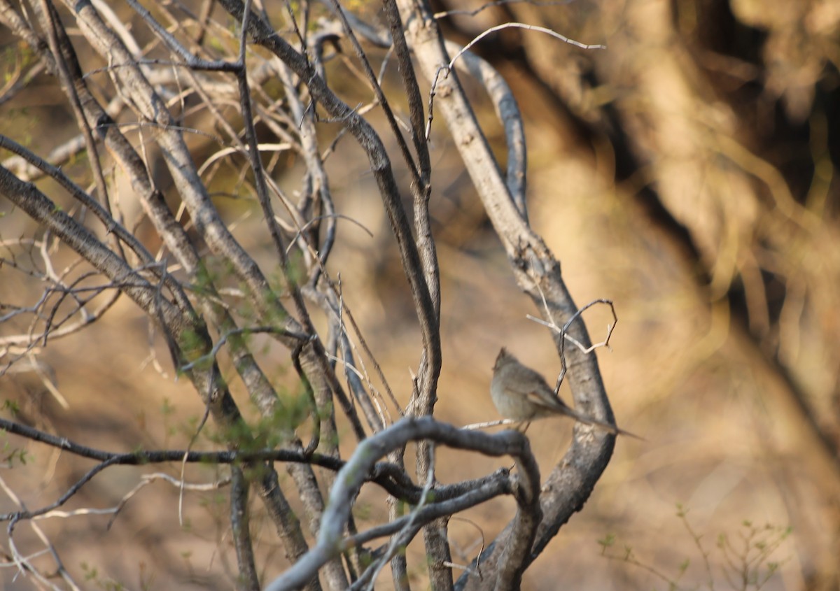Tufted Tit-Spinetail - ML372488741