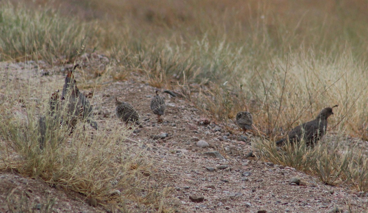 Gambel's Quail - ML372489191