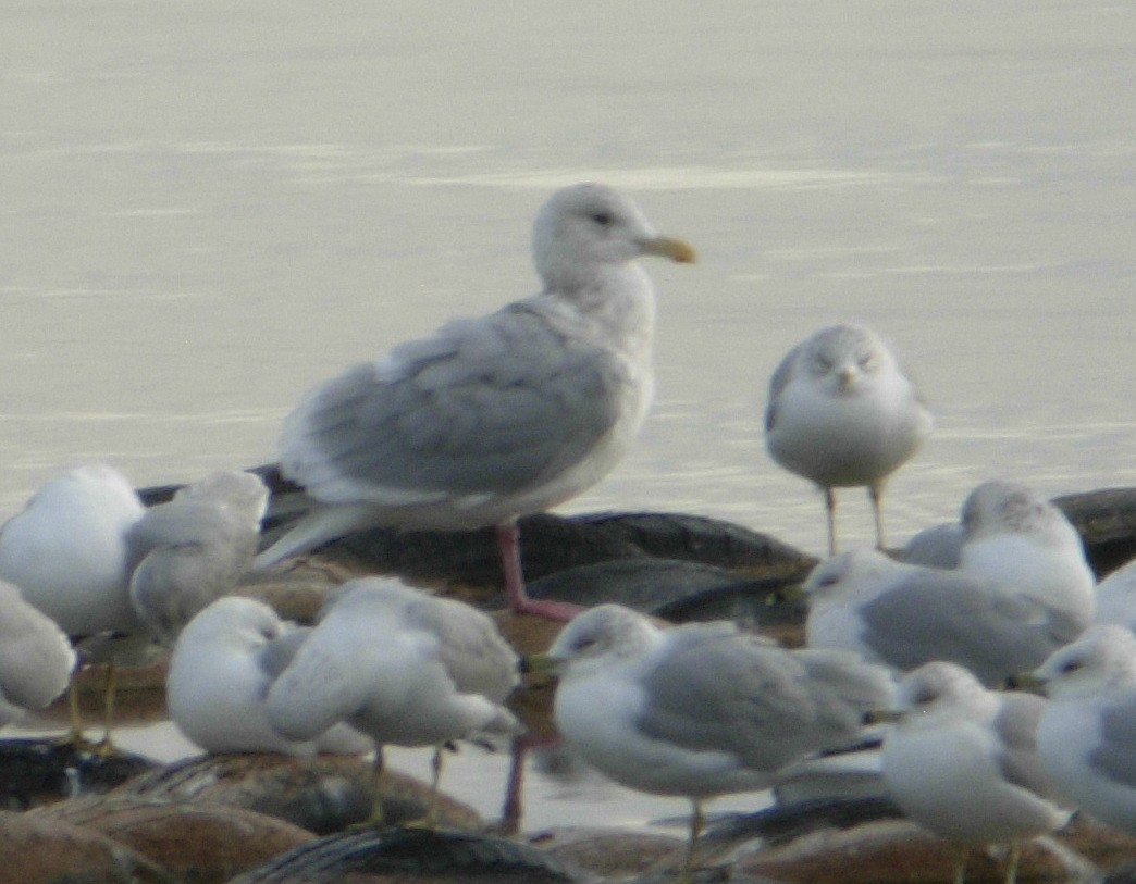 Gaviota Groenlandesa (thayeri) - ML372490851